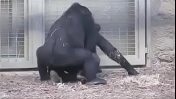 Cojiendo los Gorilas